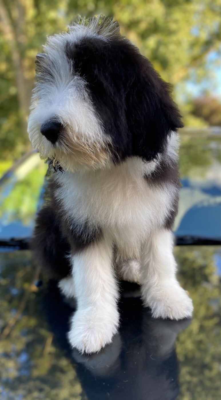 CHIOT 7