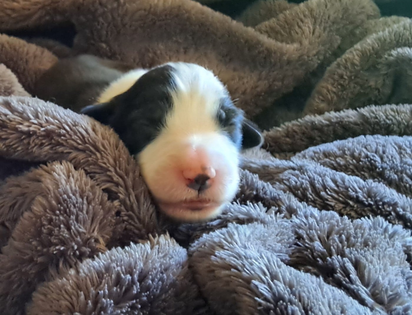 Chiot N°2 couleur Noir et Blanc Collier 5