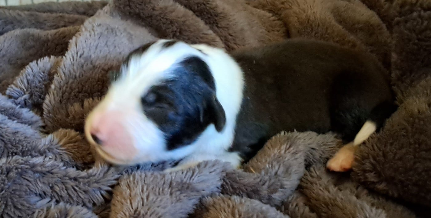 Chiot N°2 couleur Noir et Blanc Collier 5