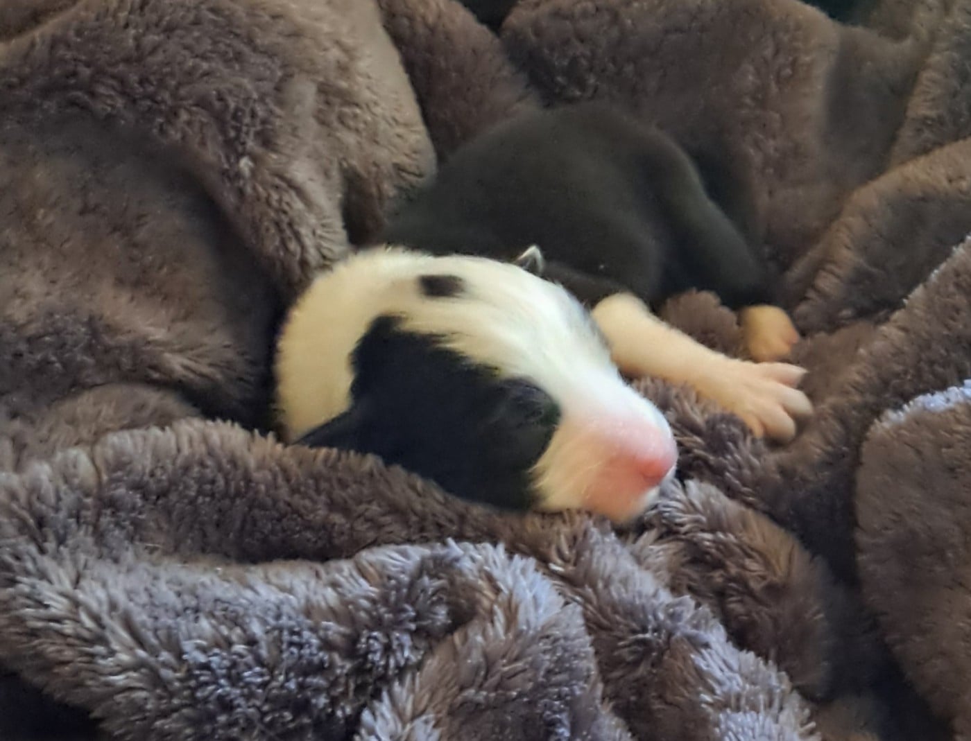 Chiot N°2 couleur Noir et Blanc Collier 5