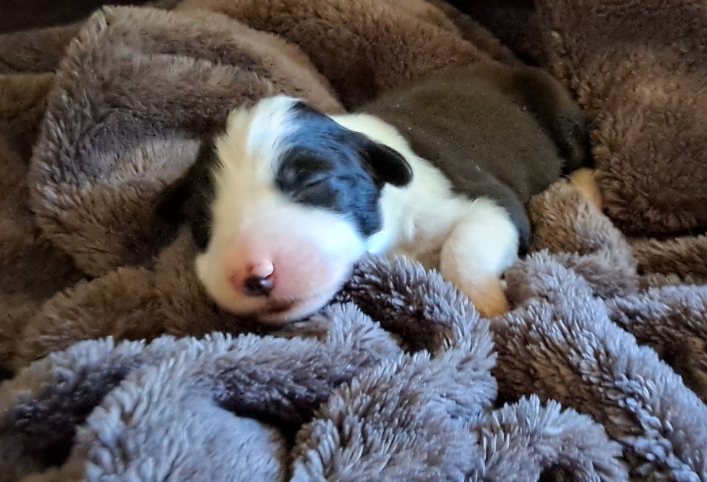 Chiot N°2 couleur Noir et Blanc Collier 5