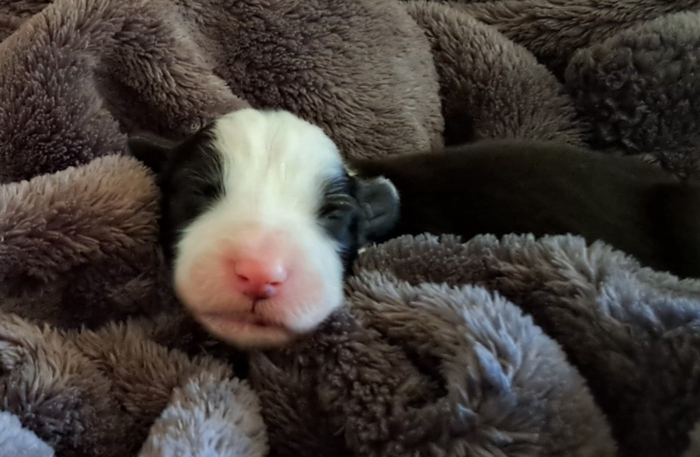 Chiot N°1 couleur Noir et Blanc Collier 8