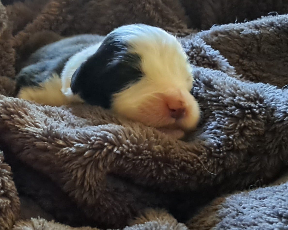 Chiot N°4 couleur Noir et Blanc Collier 2