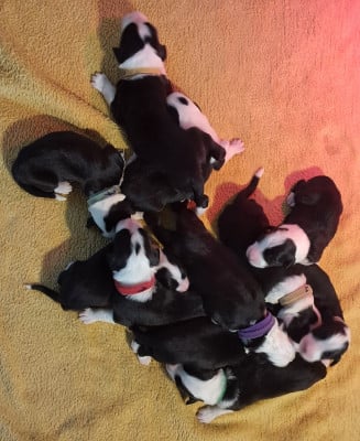 Les chiots de Bearded Collie