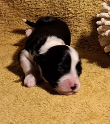 Les chiots de Bearded Collie