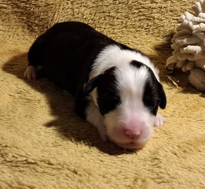 Les chiots de Bearded Collie