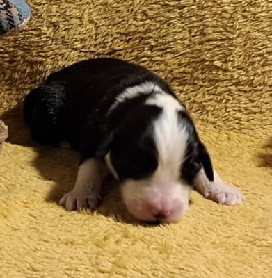 Les chiots de Bearded Collie