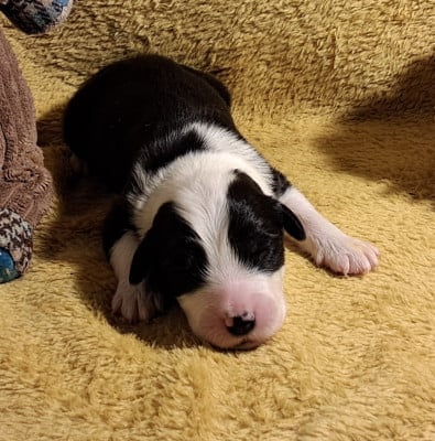 Les chiots de Bearded Collie