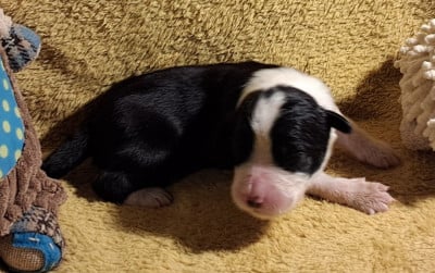 Les chiots de Bearded Collie