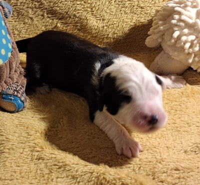 Les chiots de Bearded Collie