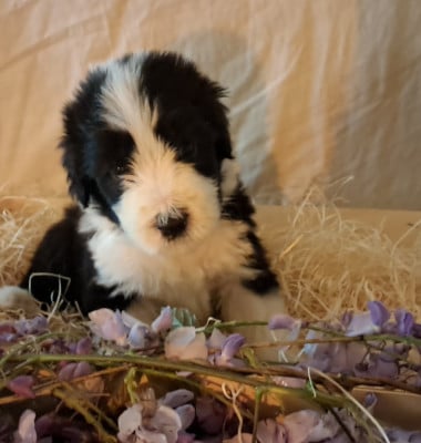 Les chiots de Bearded Collie