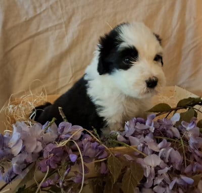Les chiots de Bearded Collie