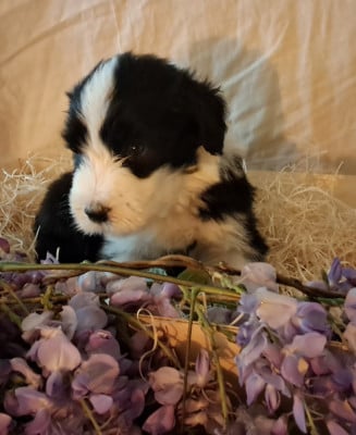 Les chiots de Bearded Collie