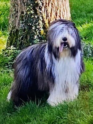 Les chiots de Bearded Collie