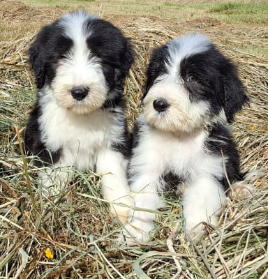 Les chiots de Bearded Collie