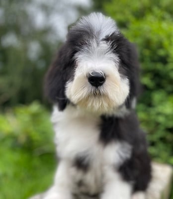 Les chiots de Bearded Collie