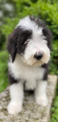Les chiots de Bearded Collie