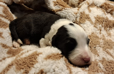 Les chiots de Bearded Collie
