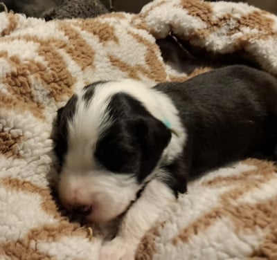 Les chiots de Bearded Collie