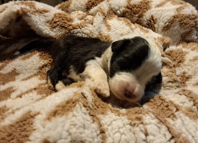 Les chiots de Bearded Collie