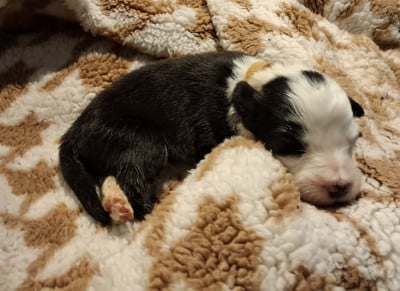 Les chiots de Bearded Collie