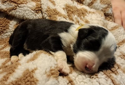 Les chiots de Bearded Collie