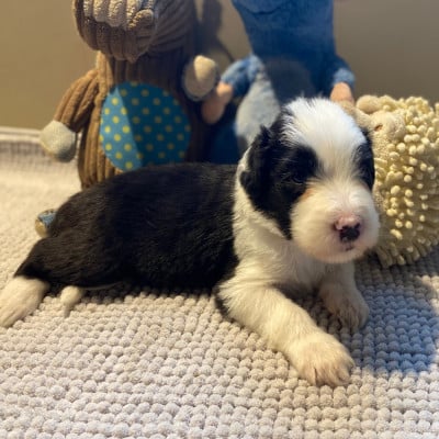Les chiots de Bearded Collie