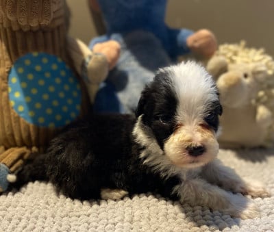 Les chiots de Bearded Collie
