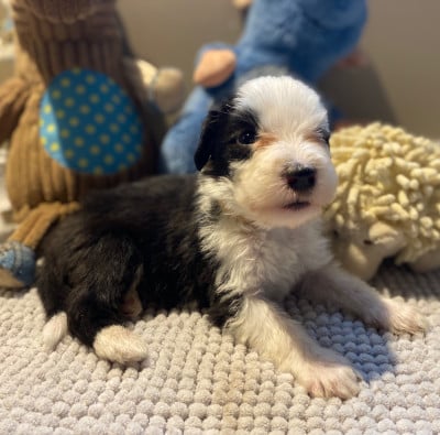 Les chiots de Bearded Collie