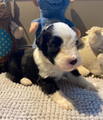 Les chiots de Bearded Collie