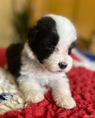 Les chiots de Bearded Collie