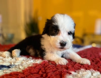 Les chiots de Bearded Collie