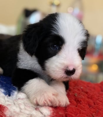 Les chiots de Bearded Collie