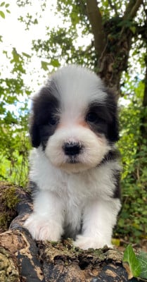 Les chiots de Bearded Collie