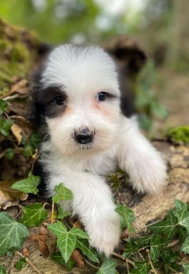 Les chiots de Bearded Collie