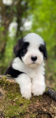 Les chiots de Bearded Collie