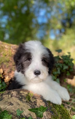 Les chiots de Bearded Collie