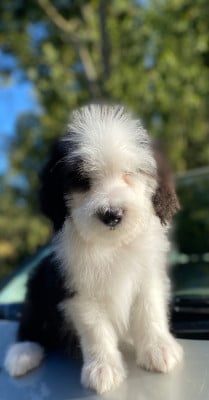 Les chiots de Bearded Collie