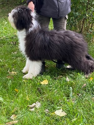 Les chiots de Bearded Collie
