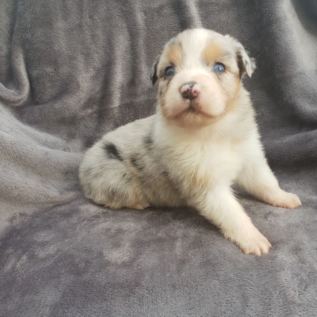 CHIOT - Berger Australien