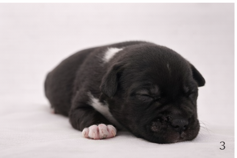 Chiot bringé foncé et blanc - Staffordshire Bull Terrier