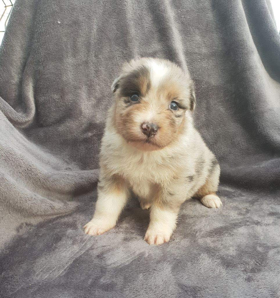 CHIOT - Berger Australien