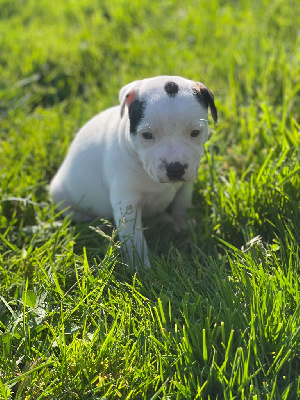 Les chiots de Staffordshire Bull Terrier