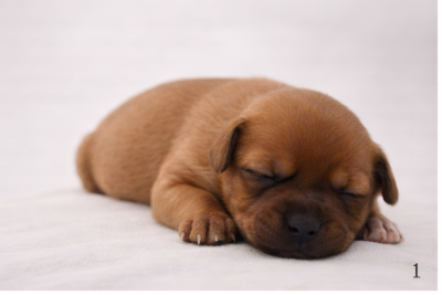 Les chiots de Staffordshire Bull Terrier