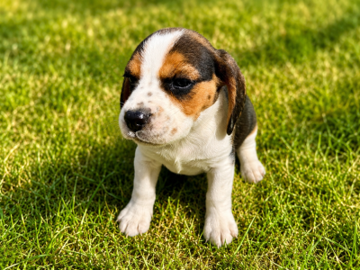 Les chiots de Beagle