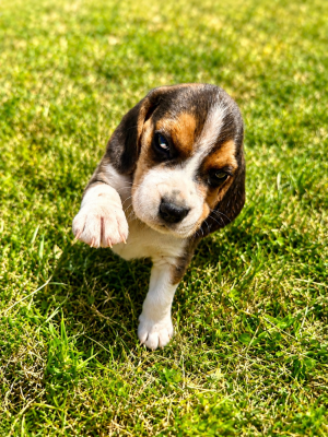 Les chiots de Beagle
