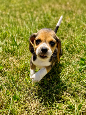 Les chiots de Beagle