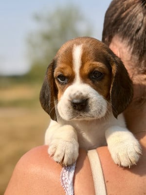 Les chiots de Beagle