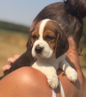 Les chiots de Beagle