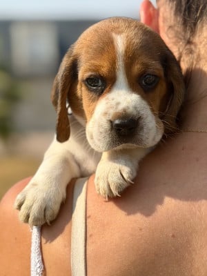Les chiots de Beagle